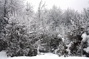 Im Harz