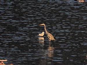 Peter Blei unterwegs am Stausee Kelbra