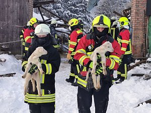 Rettung in der Not: in Lipprechterode konnten die freiwilligen Feuerwehren heute rund 350 Schafe bergen