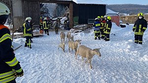 Rettung in der Not: in Lipprechterode konnten die freiwilligen Feuerwehren heute rund 350 Schafe bergen