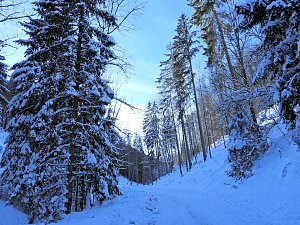 Im Brandesbachtal