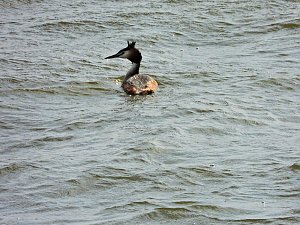 Peter Blei unterwegs am Stausee Kelbra