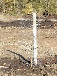 Frisch gepflanzter Obstbaum-Streuobstwiese Topfstedt