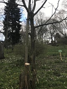 Zerst&ouml;rte B&auml;ume im Park Hohenrode