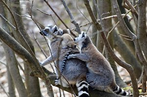 Besuch im Affenpark Strau&szlig;berg