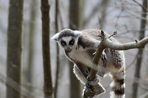 Besuch im Affenpark Strau&szlig;berg