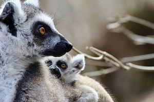 Besuch im Affenpark Strau&szlig;berg