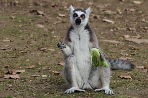 Besuch im Affenpark Strau&szlig;berg