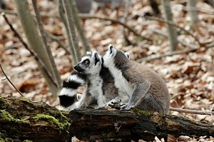 Besuch im Affenpark Strau&szlig;berg