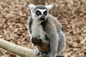 Besuch im Affenpark Strau&szlig;berg