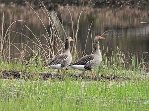 Peter Blei unterwegs in Steinsee