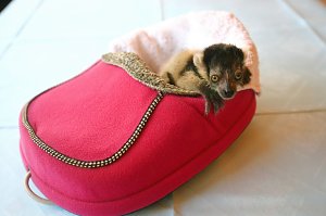 Lemuren-Baby Floyd musste ums &uuml;berleben k&auml;mpfen, schl&auml;gt sich aber wacker