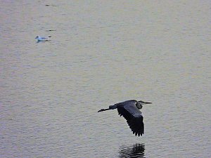 Kraniche am Stausee Kelbra