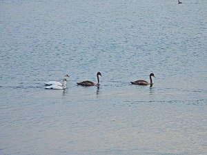 Kraniche am Stausee Kelbra