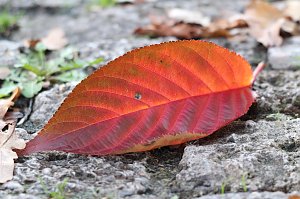 Herbstimpressionen