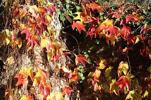 Herbstimpressionen