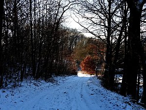 Winterspaziergang am Rosenteich