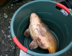 Fische umgesetzt