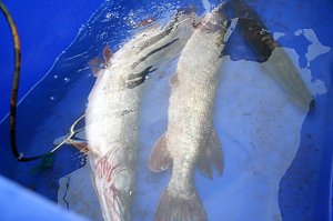 Fische umgesetzt