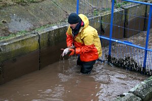 Fische umgesetzt