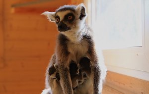 Kattaweibchen adoptiert fremdes Affenbaby