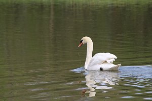 H&ouml;ckerschwan im Sondersh&auml;user Schlosspark