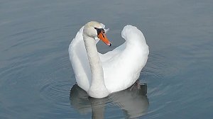 Tieraufnahmen