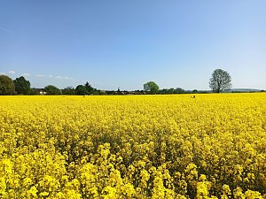 Ausgeb&uuml;chste Kuh eingefangen