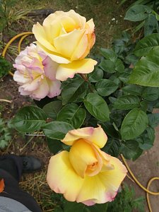 Rosenpracht