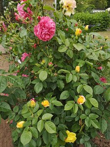 Rosenpracht