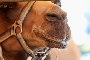 Circus Salto gastiert in Sondershausen