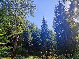 Am Hardteich
