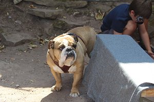 Mittelalterspektakel am Kyffh&auml;user Denkmal 