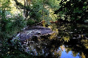 Am ehemaligen Waldbad Urbach 