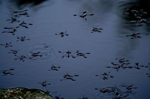 Am ehemaligen Waldbad Urbach 