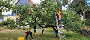 Harztor-Bauhof sammelt knapp 2000 Kilogramm Obst f&uuml;r Kita-Saft 