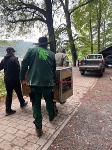 Neuank&ouml;mmling im B&auml;renpark