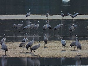 Die Kraniche sind zur&uuml;ck