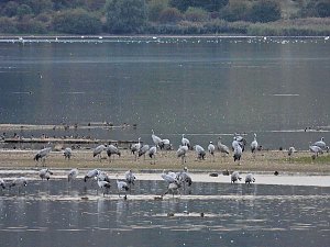 Die Kraniche sind zur&uuml;ck