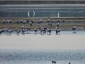 Die Kraniche sind zur&uuml;ck