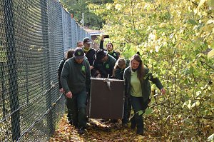 Mit Elba ist der zweite "Waldgeist" im B&auml;renpark eingezogen
