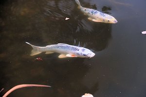 Saisonabschluss im Rosarium