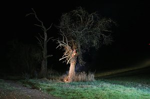 Brennender Baum bei Holzengel