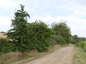 Im Kyffhäuserkreis finden sich viele pflegebedürftige Obstbaumaleen