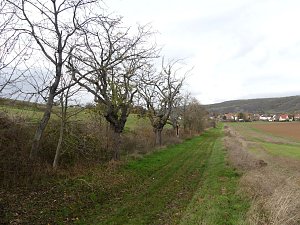 Im Kyffhäuserkreis finden sich viele pflegebedürftige Obstbaumaleen