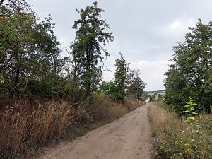 Im Kyffhäuserkreis finden sich viele pflegebedürftige Obstbaumaleen