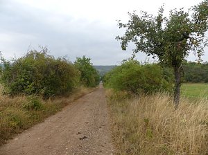 Im Kyffhäuserkreis finden sich viele pflegebedürftige Obstbaumaleen