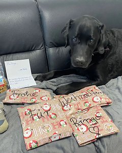 Labrador-R&uuml;de Ringo