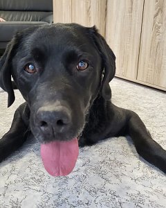 Labrador-R&uuml;de Ringo