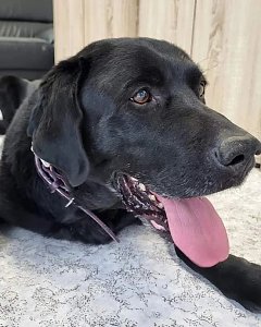 Labrador-R&uuml;de Ringo